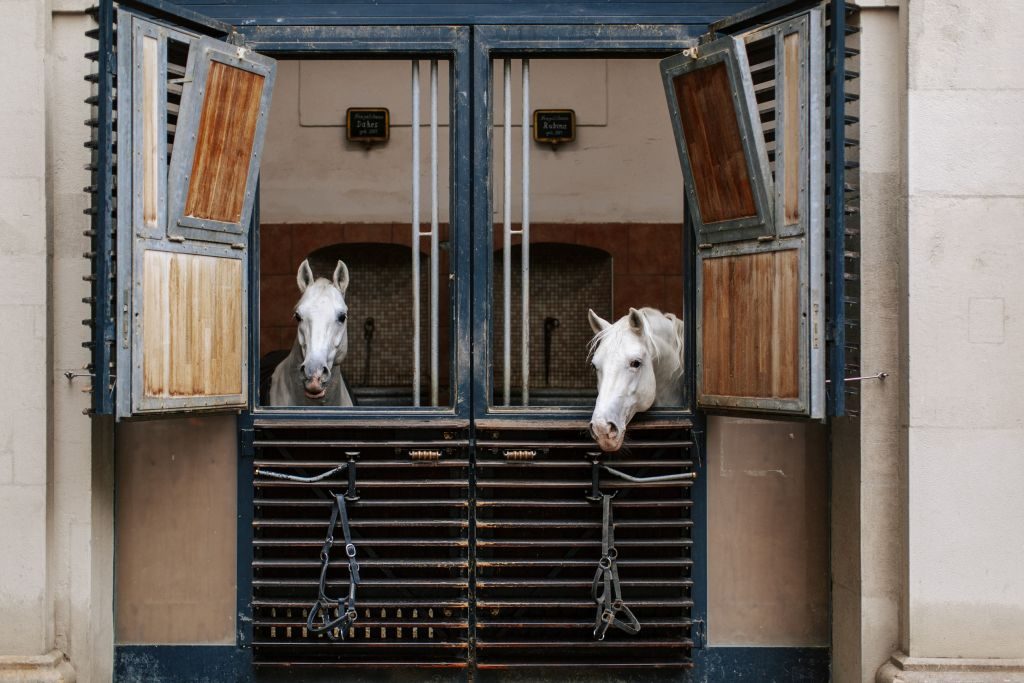 Two Lipizzaer at the stables of the Spanish Riding School in Vienna